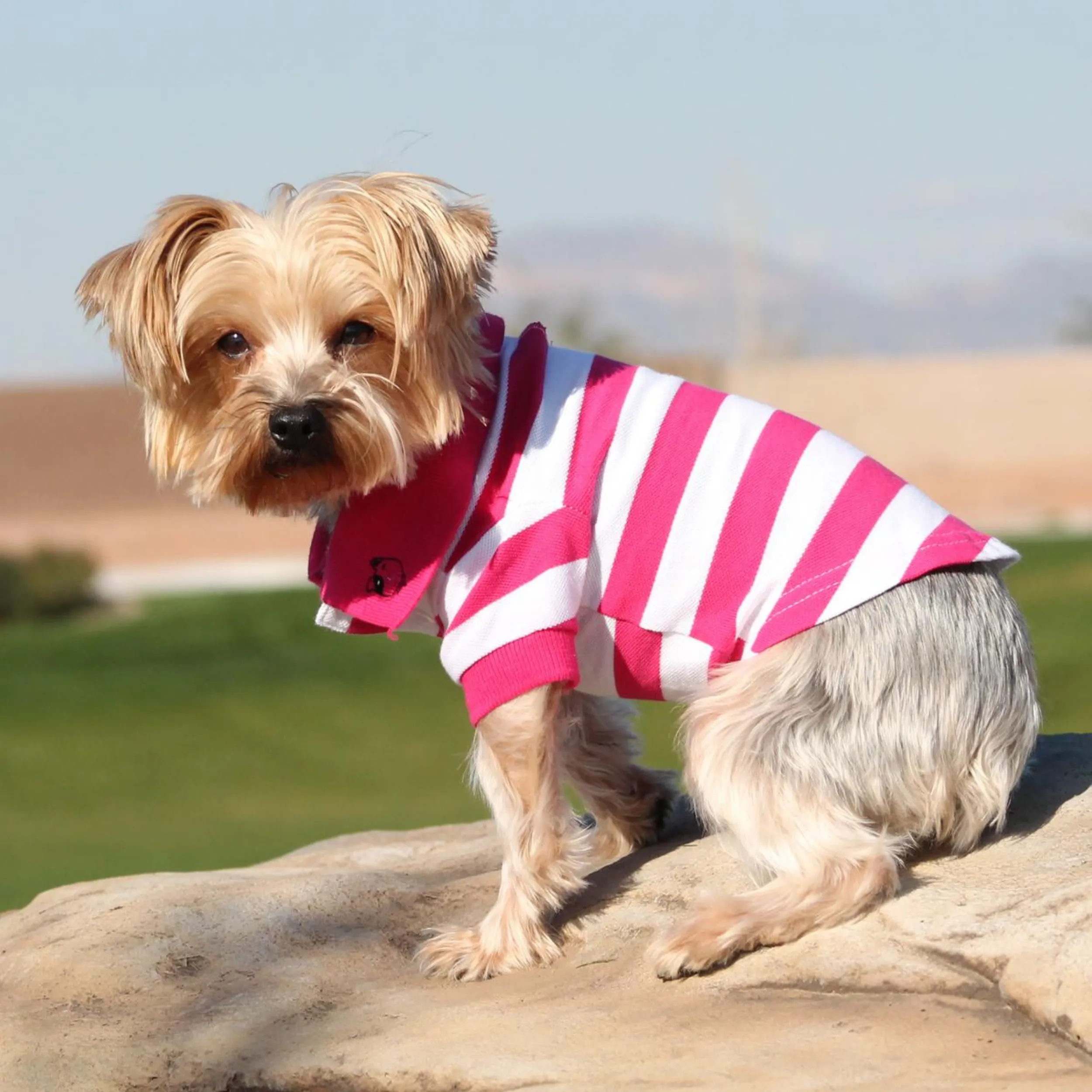 Polo Shirt | Magenta Stripes